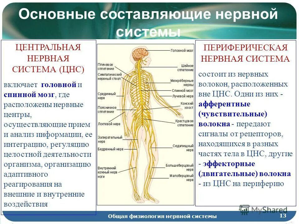 Функции физиологии человека. Цнс и периферическая нервная система кратко. центральная нервная система человека строение и функции кратко. строение нервной системы нервная система цнс периферическая. цнс и периферическая нервная система кратко и понятно.