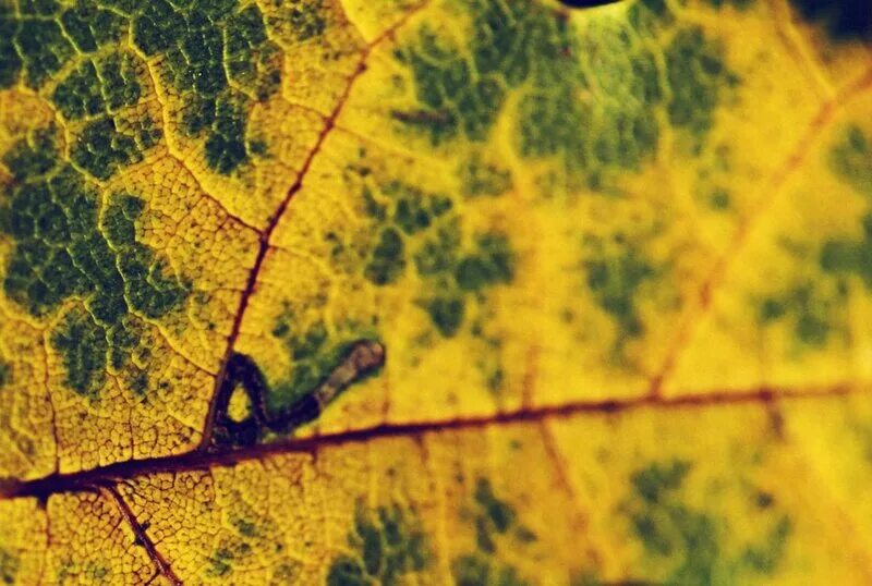 Молекула хлорофилла с порфириновым кольцом. Что разрушает хлорофилл. Хлорофилл в листьях. Хлорофилл разрушается. Листопад процессы в листьях.