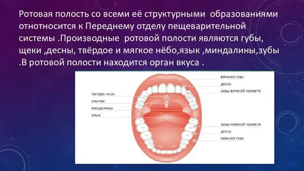 Образование в ротовой полости. Строение ротовой полости. Анатомические образования полости рта.