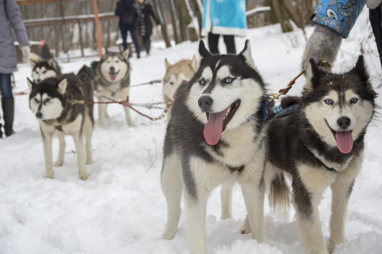 Хаски хутор красная поляна. Хаски парк первоуральск. Хаски парк чебаркуль. Хаски парк сочи. Апатиты катание на хаски.