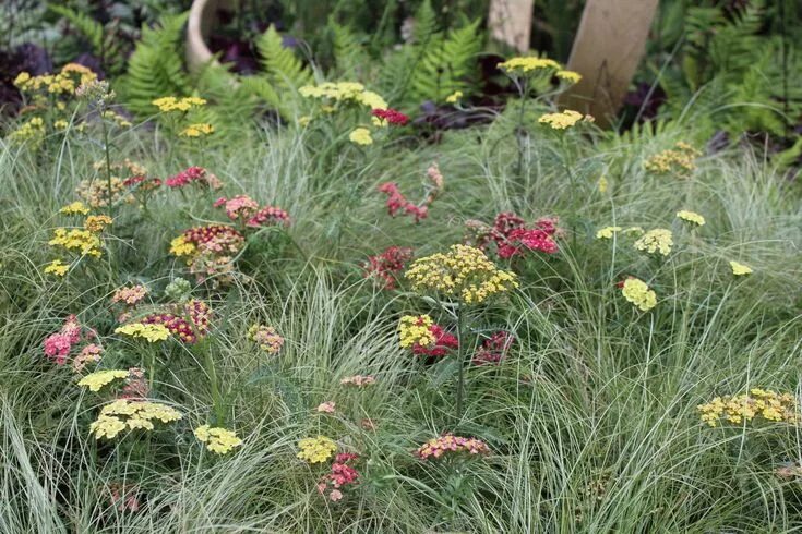 Тысячелистник обыкновенный (Achillea millefolium) Тысячелистник обыкновенный -