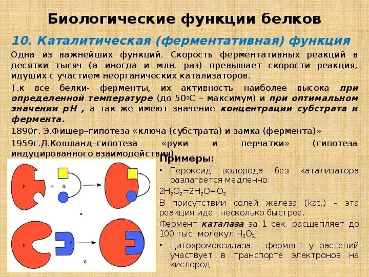 Презентация к учебному занятию "Белки их строение и свойства"