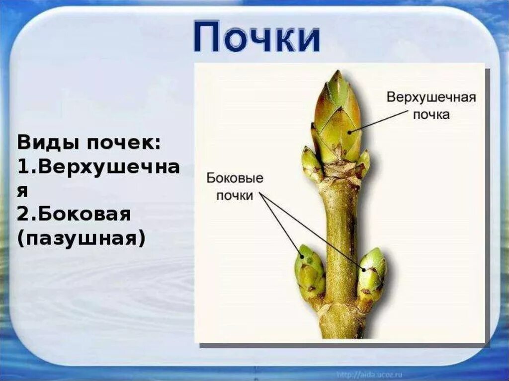 Почка корневище. Верхушечная почка побега. Верхушечные и пазушные почки. Верхушечные и пазушные почки у растения. ПАЗУШНАЯ почка.