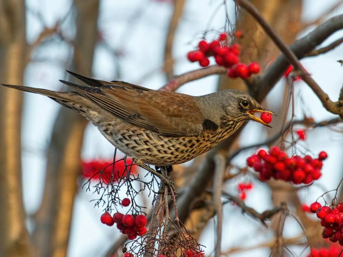 Рябиновый Дрозд Дрозд рябинник. Дрозд-рябинник (turdus pilaris). Клест рябинник. Деряба рябинник.