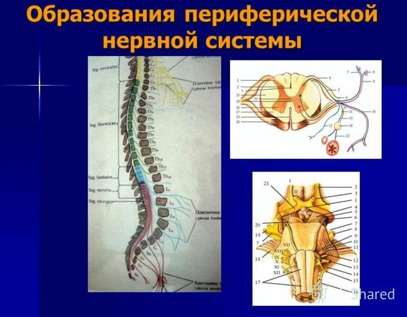 Цнс кратко. Цнс состав схема. Анатомические структуры нервной системы. Система нервных образований. Нервная система человека строение и функции кратко.