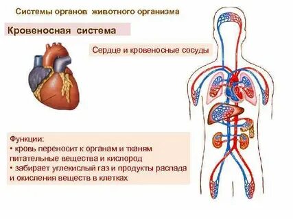 Переносит питательные вещества и кислород