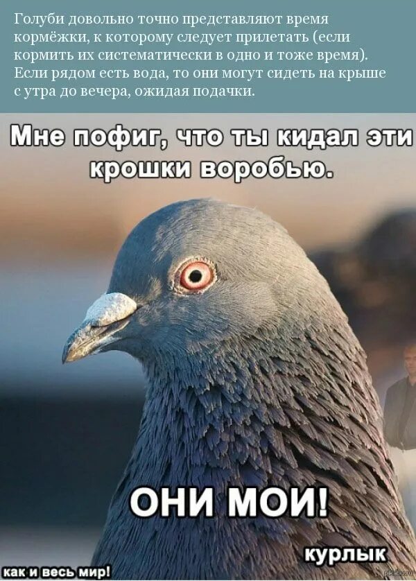 Покажи про голубых. Покажи про голубых