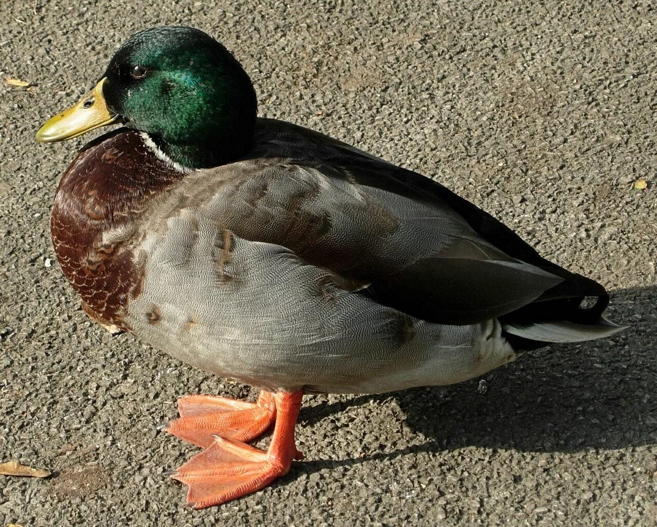 Duck com. Породы уток кряква. Руанские утки. Пекинская порода уток. Утка Агидель.