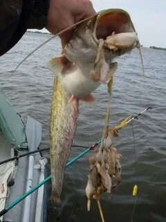На что ловят сома летом наживка