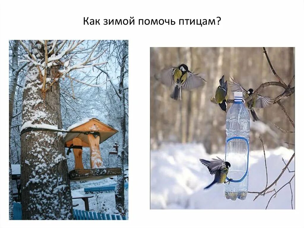 Проект стенгазеты как помочь животным зимой. Зимующие птицы. поможем животным зимой. помощь птицам в зимнее время. как помочь животным в зимнее время.