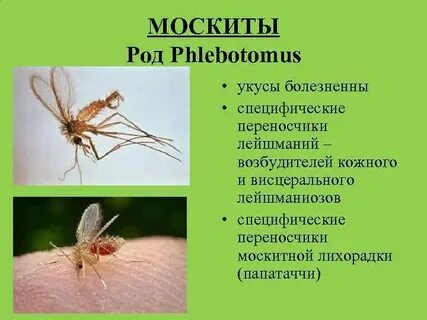 Комары возбудители