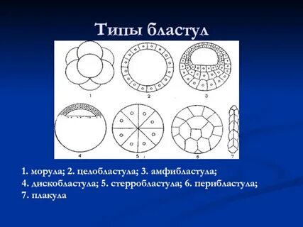 Полость бластулы