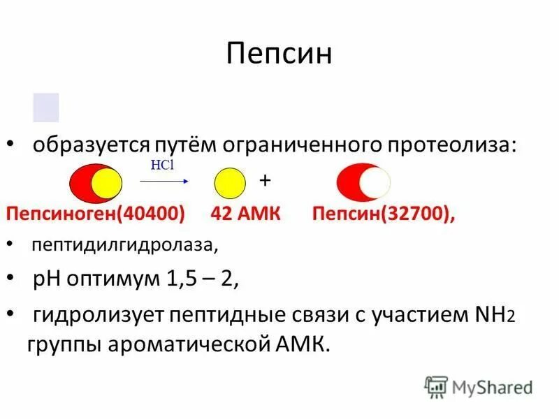 Активация пепсинов желудочного сока. Пепсин. Субстрат пепсина. Пепсин фермент. Пепсин отщепляется ингибитор.