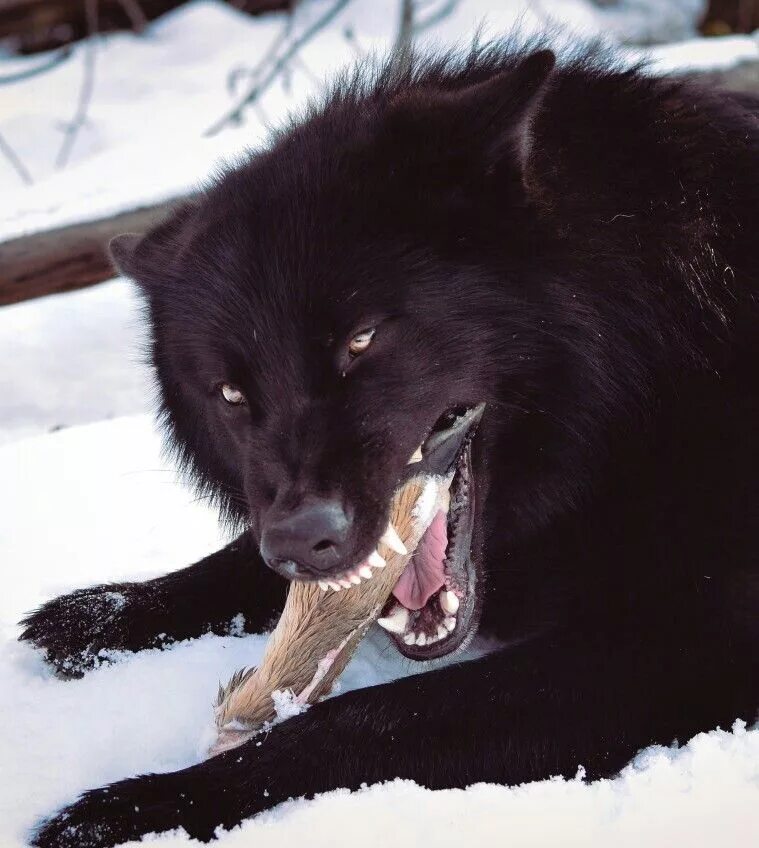 Black Wolf Animal spirit guides, Black wolf, Spirit animal