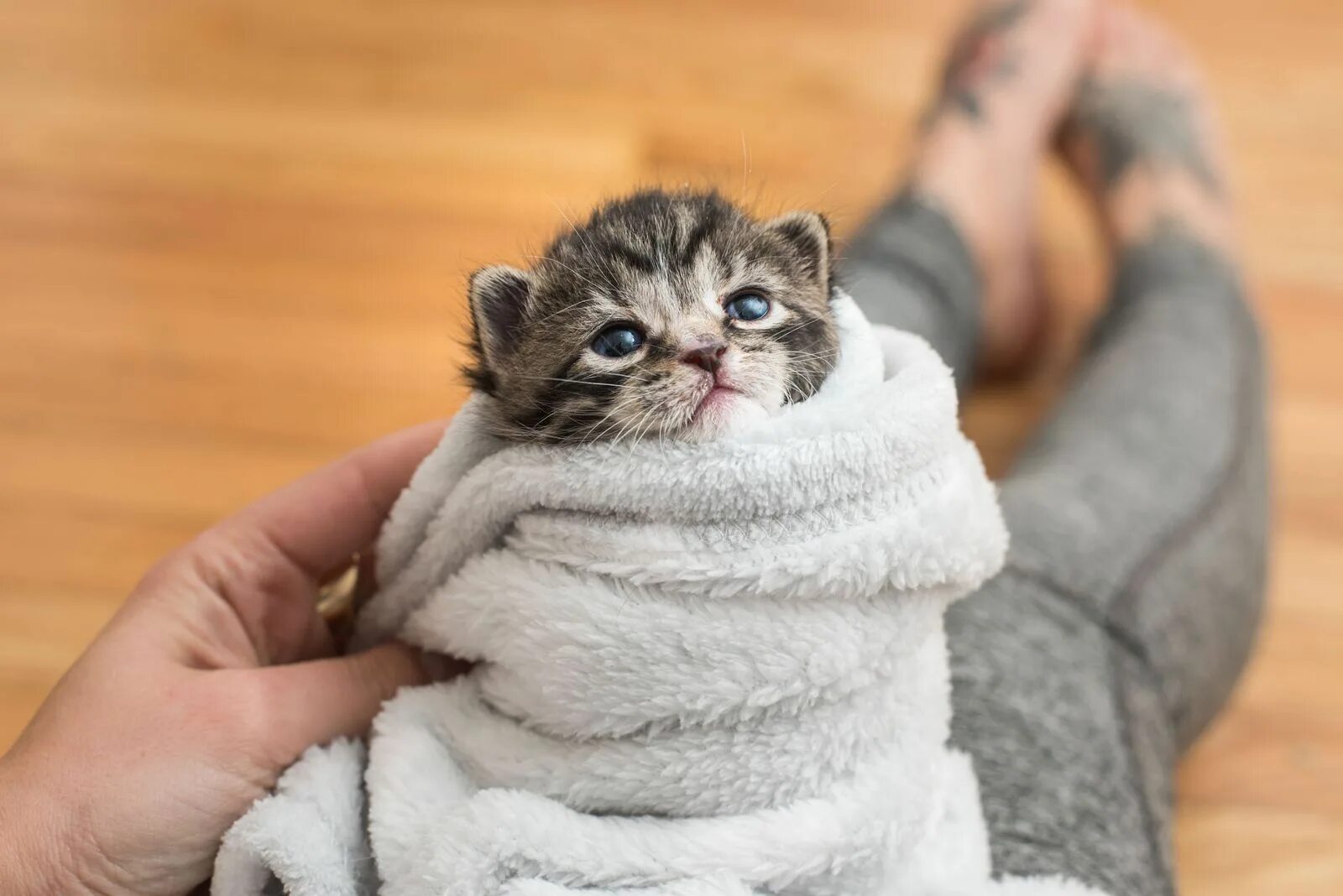 Kitten latenight