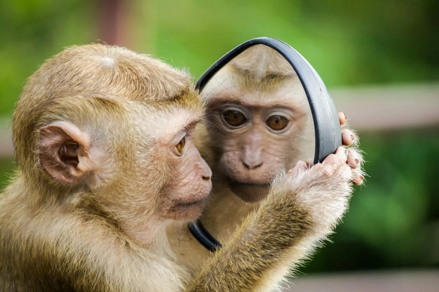 I like monkeys