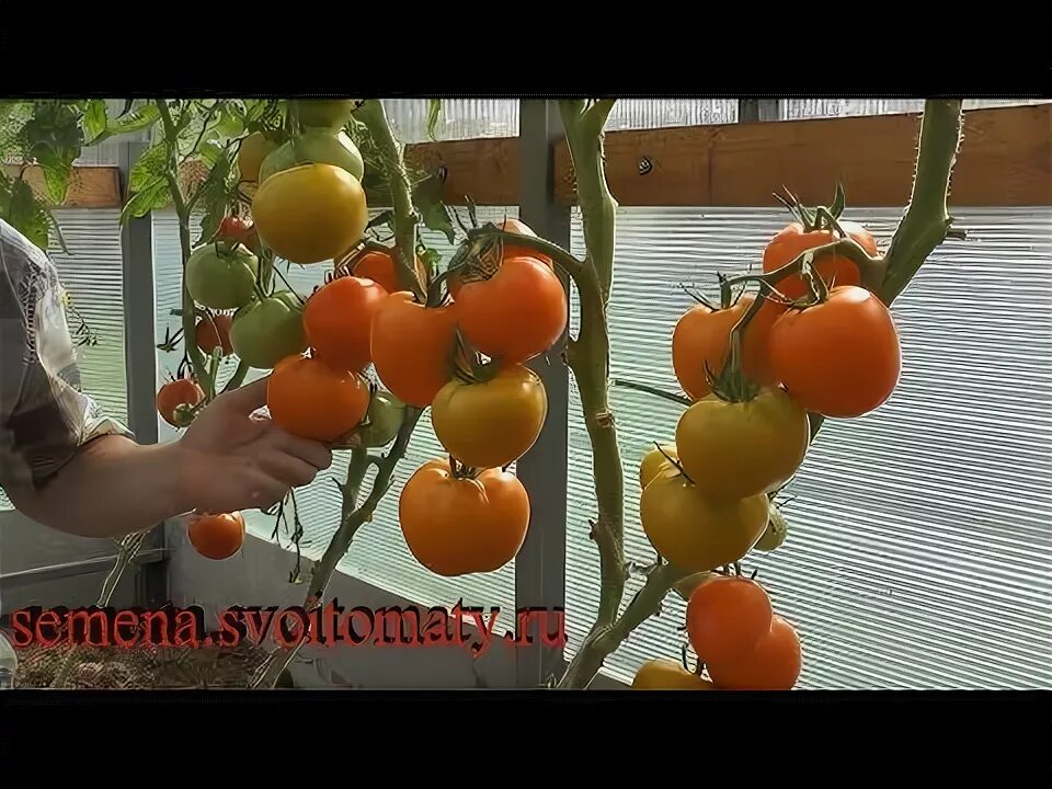 Лучшие сорта томатов для северо запада