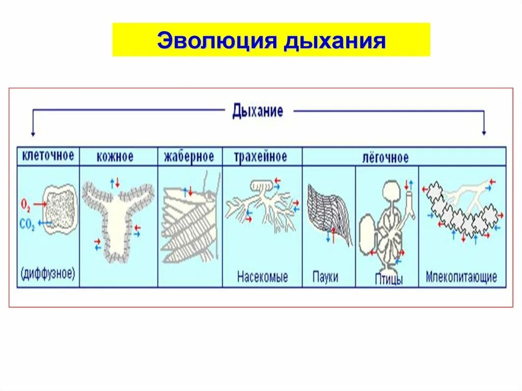 Легочное дыхание у хордовых. Эволюция дыхательной системы Хема. Эволюция дыхательной системы биология 7 класс. Эволюция дыхательной системы позвоночных. Схема эволюции дыхательной системы.