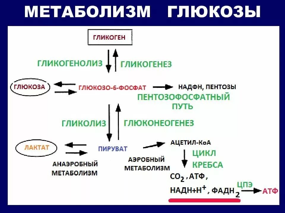 Реакция организма на глюкозу