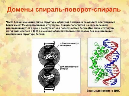 А спираль белка