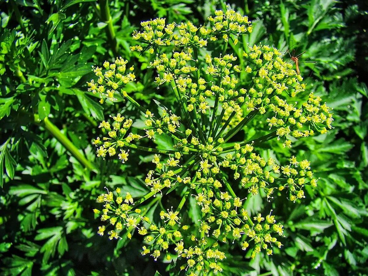 Цветок петрушки. Цветок петрушки. Петрушка ворожея. Цветок петрушки. Петрушка растение.