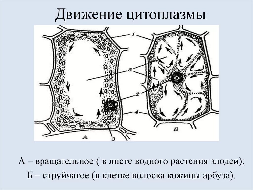 Наблюдение плазмолиза. Движение цитоплазмы в клетках листа элодеи. Циклоз растительной клетки. Типы движения цитоплазмы растительной клетки. Циклоз цитоплазмы.