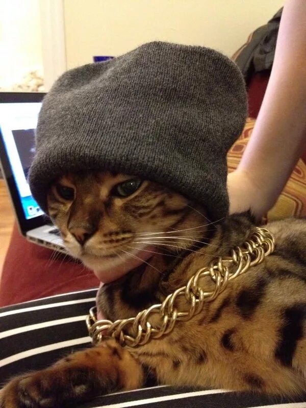Кот диджей. Кот рэпер. Крутой кот. Коты рэперы. Кот гангстер.