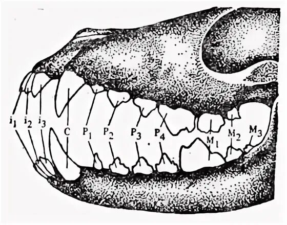 Премоляры и моляры предназначены для у млекопитающих. Моляры и премоляры у собаки. Зубы собаки анатомия.