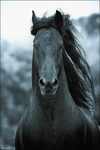 Pin by CAROLE SANDERS on HORSES I'D LOVE..................... Horses, Horse pict