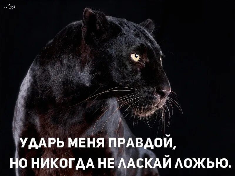 Удиви меня правдой. Чаще прислушивайся к шуткам. Удиви меня правдой. Меня можно удивить только любовью настоящей искренней. Чаще прислушивайтесь к шуткам там порой столько правды картинка.