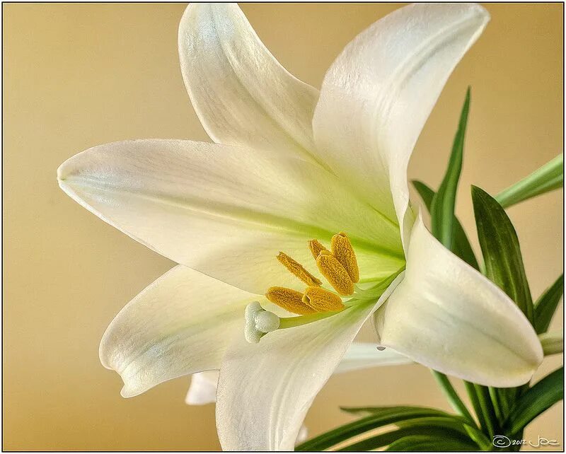 Lily picture