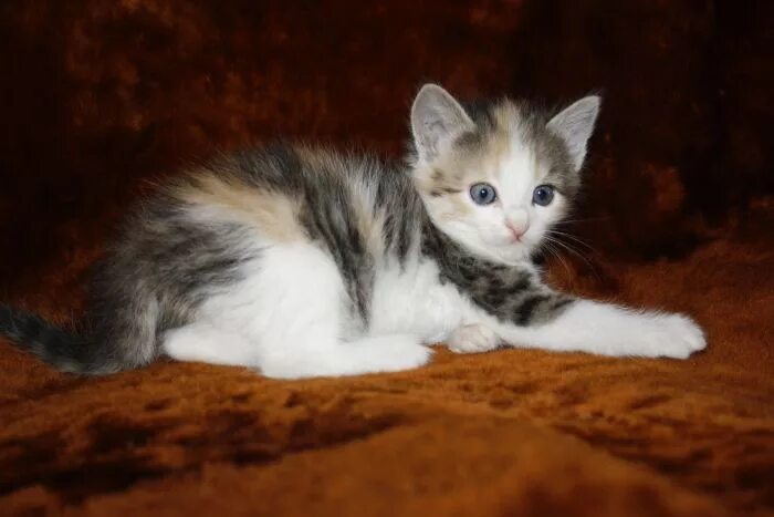 Котят в добрые руки сте. Котов которые продаются. Кошки и котята в добрые руки городище волгоградская. Картинка отдам котят. Четыре лапы стерлитамак кошки в добрые руки.