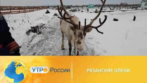 Оленево рязань