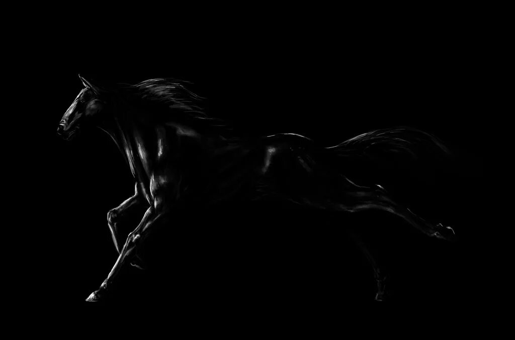 Лошадь на черном фоне. Конь на черном фоне. Лошадь на темном фоне. Черный конь на черном фоне.