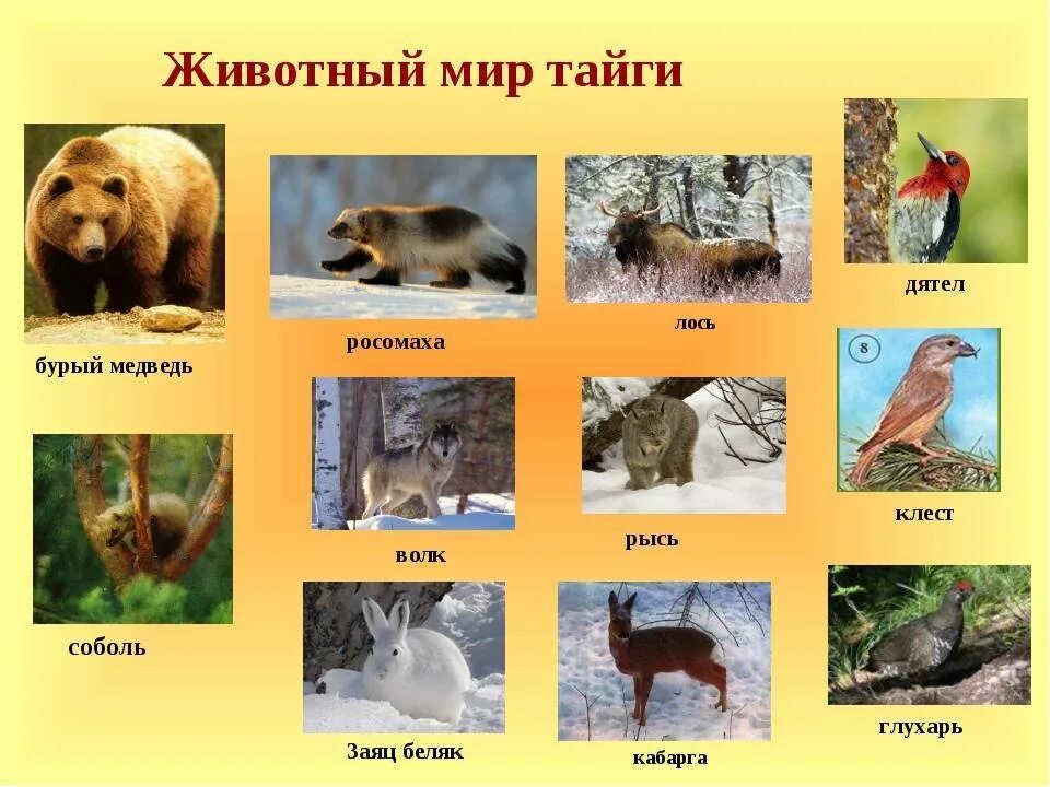 Типичные представители тайги. Животные зоны тайги в россии. животный мир тайги в россии 4 класс. животные обитающие в тайге. животный мир таежной зоны.