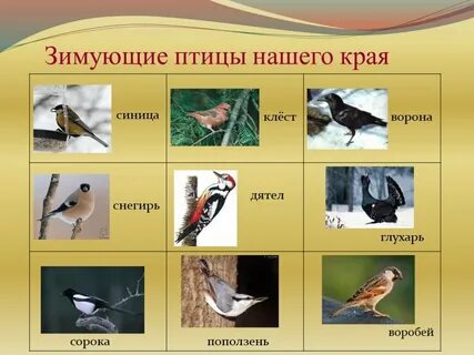 Какие птицы зимуют