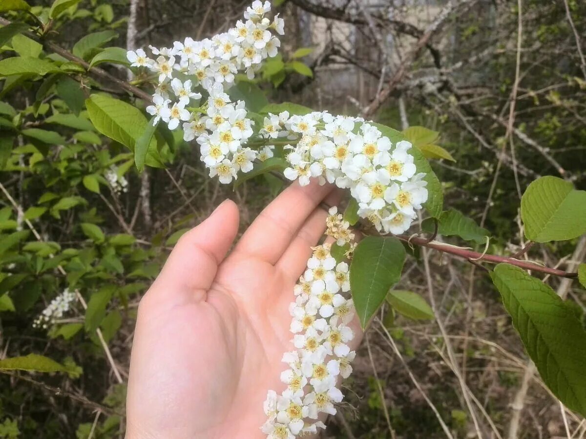 Как сохранить черемуху