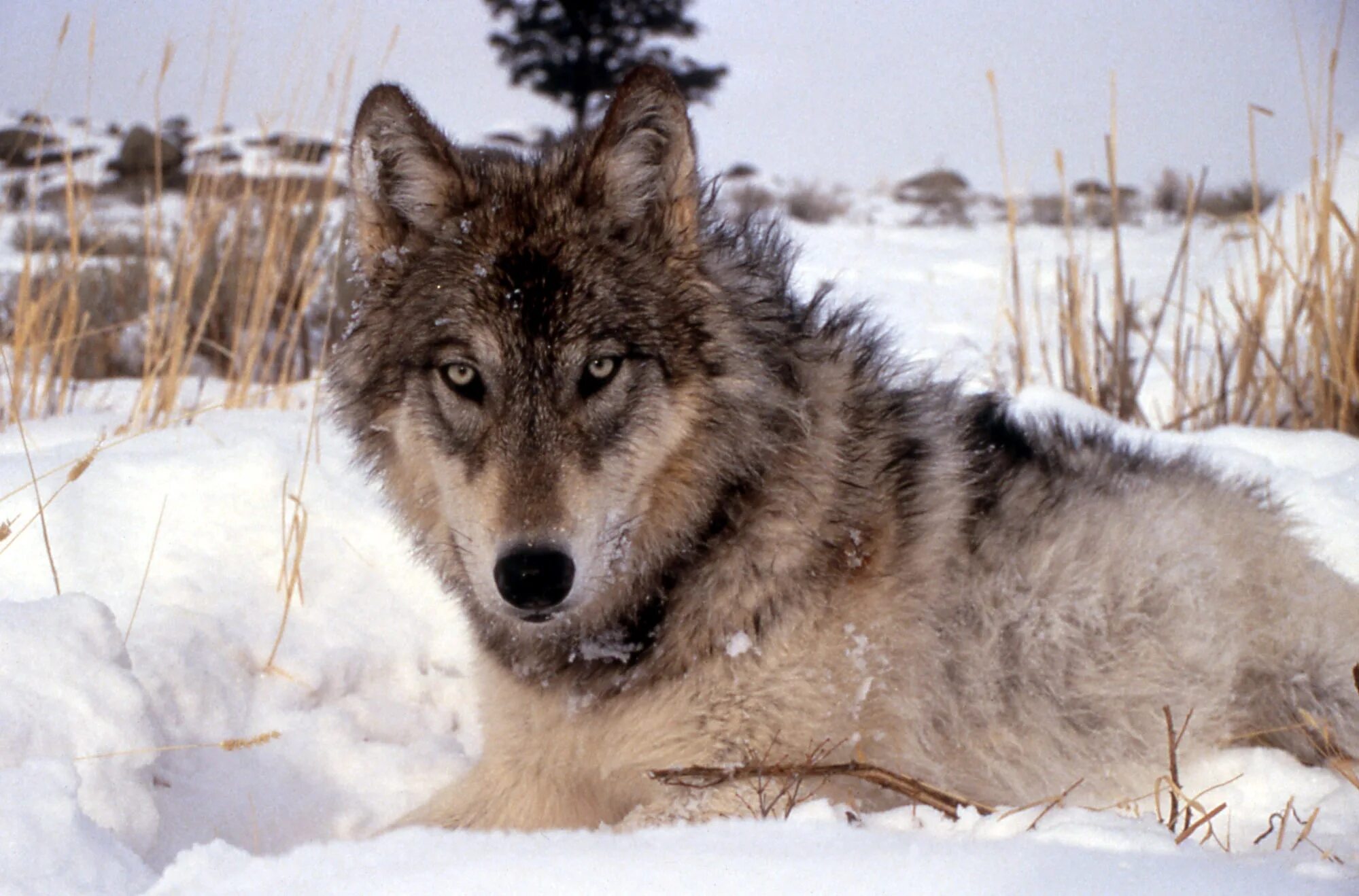 Зимний волк 56. Мегафауновый волк. кенайский волк canis lupus alces. арлан волк. волки в уссурийской тайге.