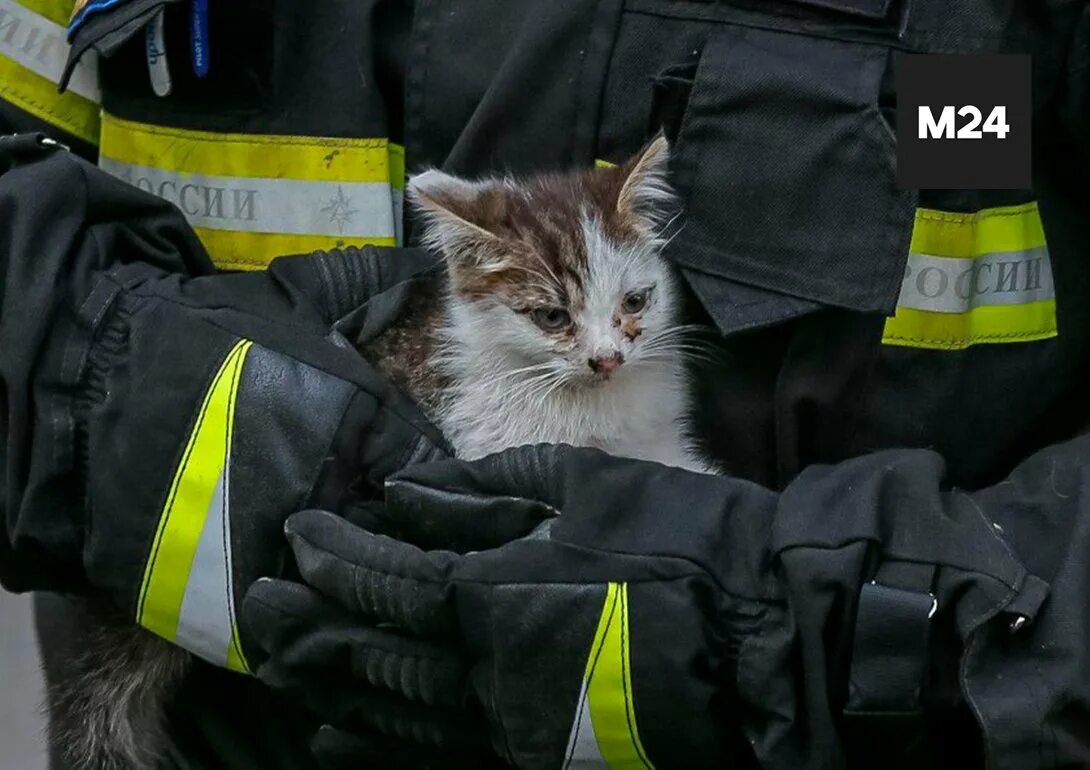 Спасение животных. Спасают котиков. Пожарный с котенком. Пожарный с котенком. Пусть мы не сможем спасти всех.