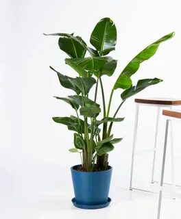 Plants plus
