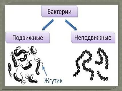Расселение бактерий