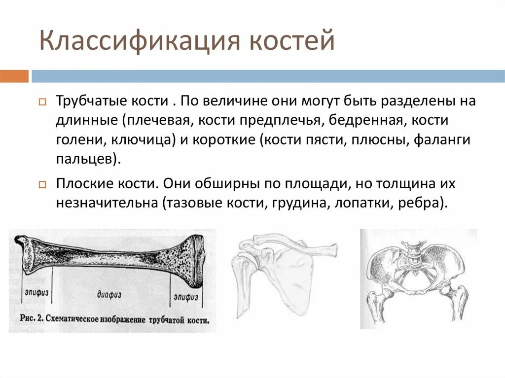 Почему кости легкие. Трубчатые кости длинные и короткие клиническая анатомия. Ключица трубчатая кость или губчатая. Переломы трубчатой кости классификация. Ключица относится к костям трубчатым.