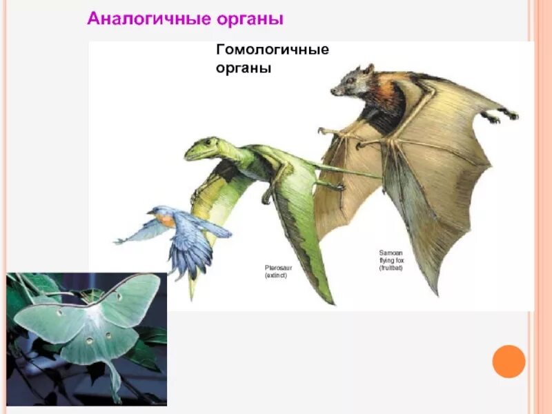 Строение аналогичных органов