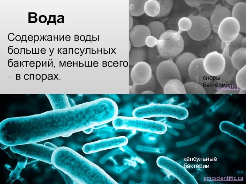 Чем отличается спора гриба от споры бактерии. Спора бактерии. Споры бактерий. Споры бактерий и грибов. Низшие бактерии.