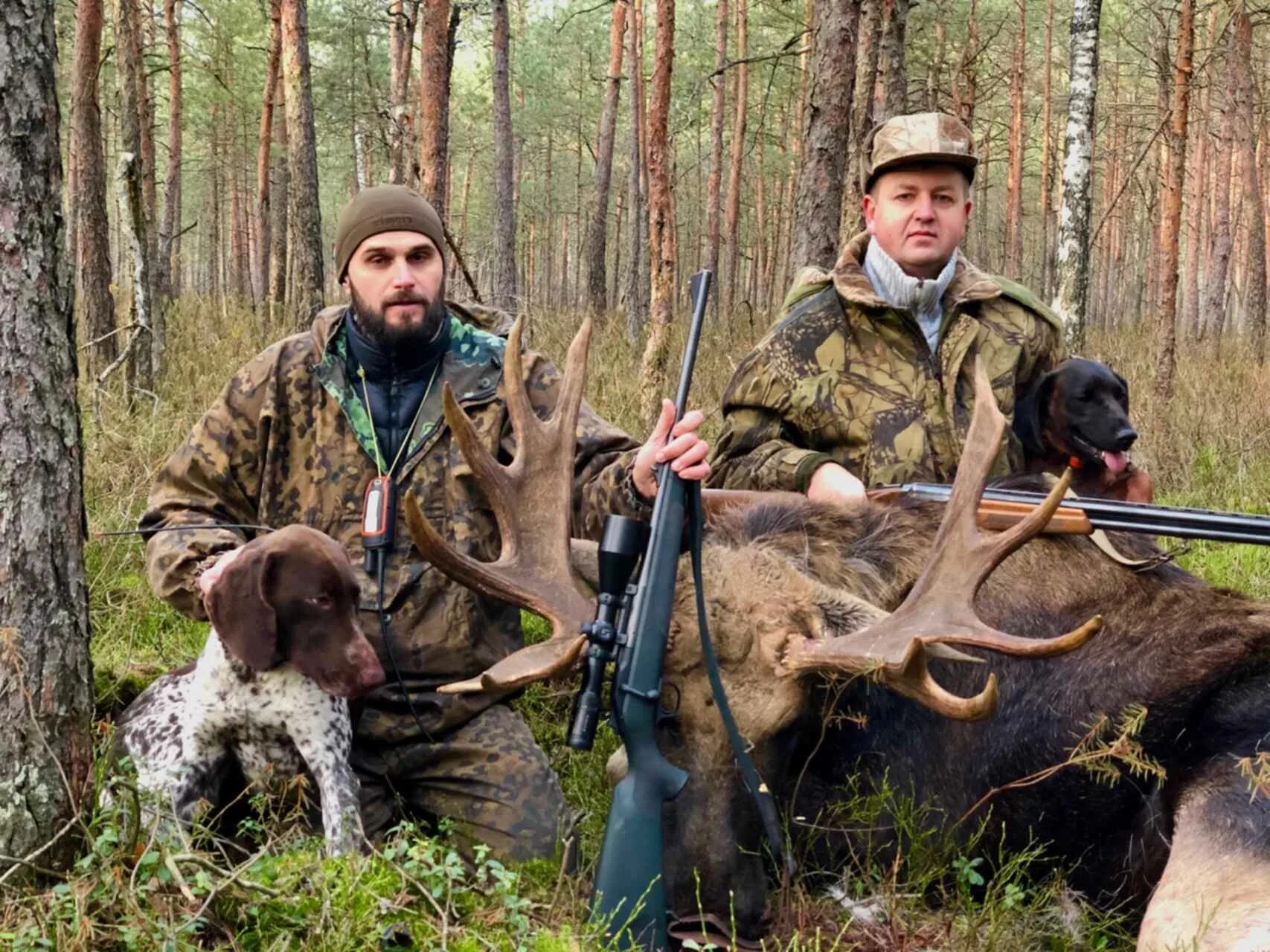 Охота. Охота на лося в Белоруссии. Охота на косулю с гончими.