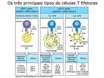 Cd 8