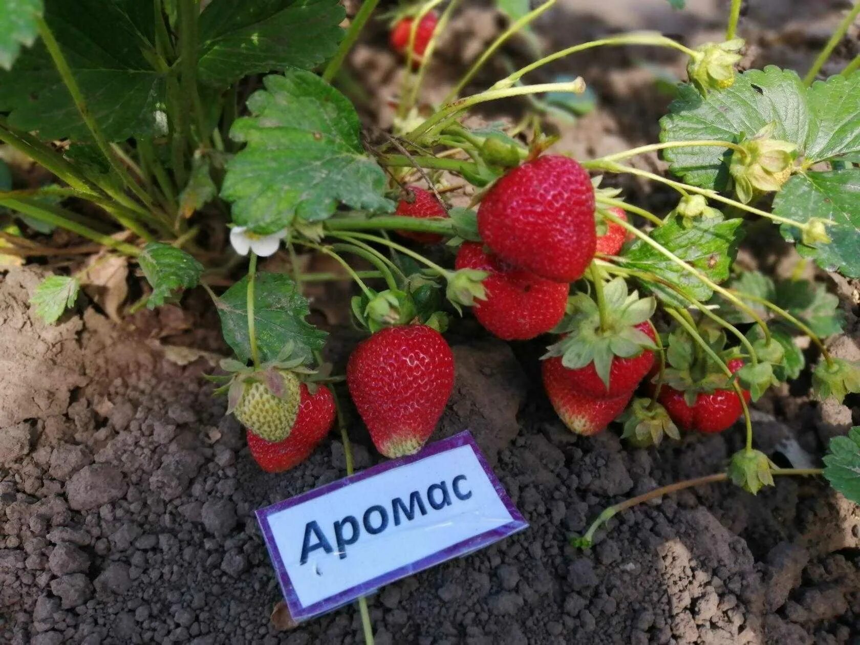 Клубника аромас. Клубника Аромас ремонтантная. Земляника Аромас ремонтантная. Земляника Садовая Аромас (р9).