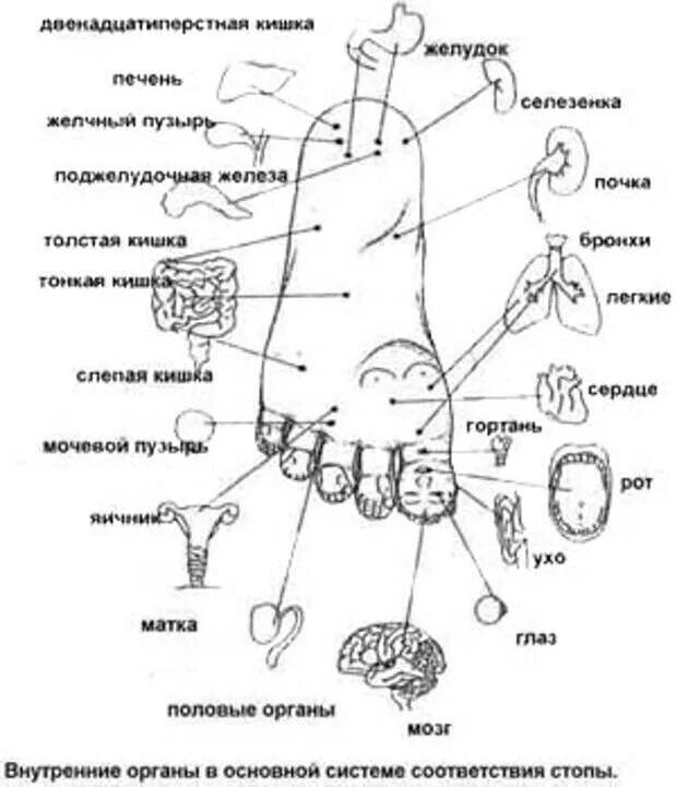 Слепое сердце это. Су Джок акупунктурные точки на ногах. Проекция органов на ладони человека по Су Джок. Су Джок точки на стопе. Су Джок терапия точки на стопах.