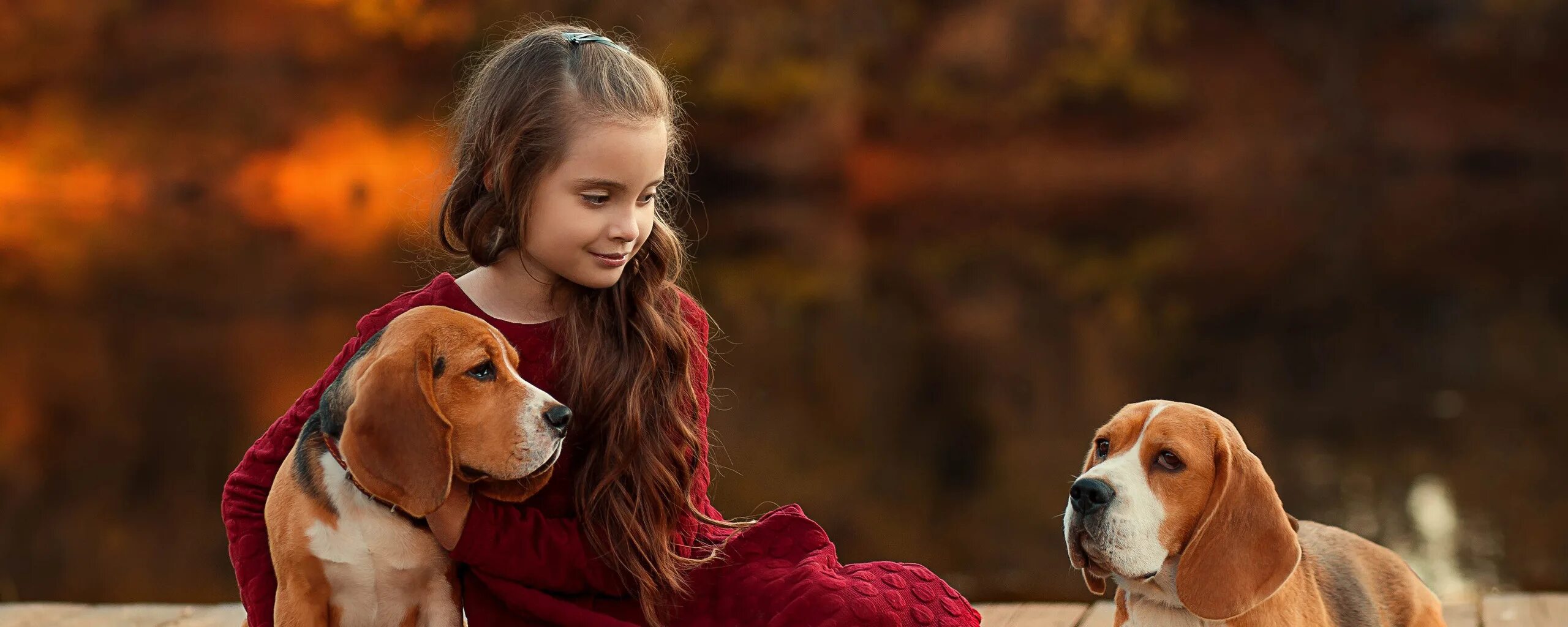 Овчарка девочка. 5 собак и девочка. Бигль собака. Две собаки. Красивые собаки.