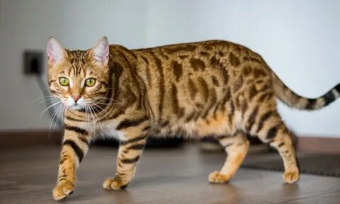 Chittagonian language - Wikipedia картинки 